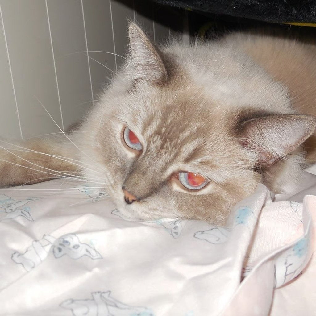 🍇 ₊˚💜 Nikon Coolpix S6400 Digital Camera (RARE Purple, Touchscreen) 🍥 🎀📷