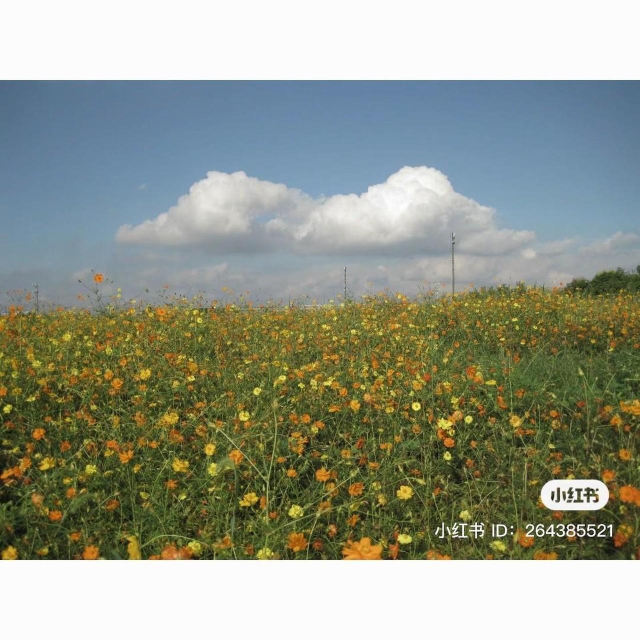 Used Blue Canon Ixus 95 IS Digital Camera — Tested & Ready! 📸