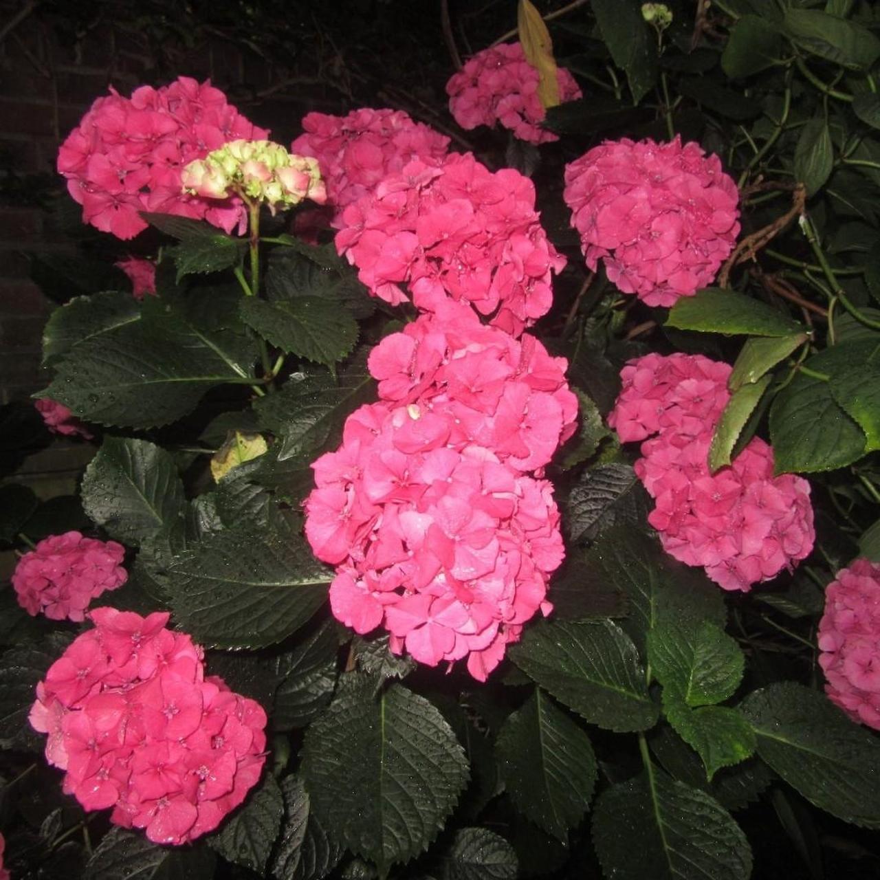 Used Red Canon sx600 hs Digital Camera โ Tested & Ready! ๐ธ